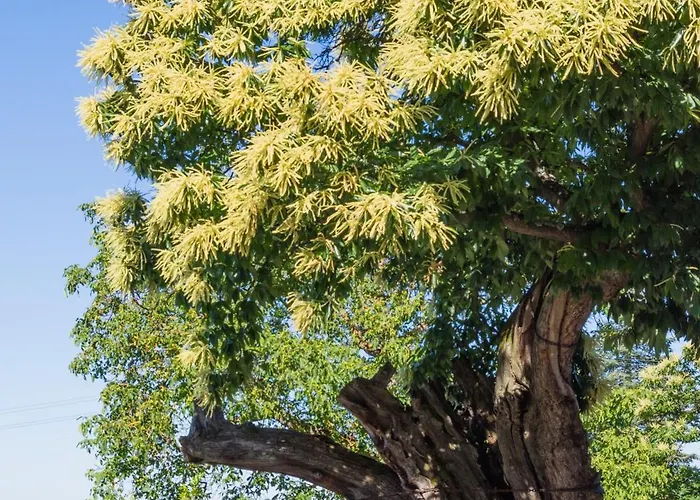 Berg מלון Dannenfels